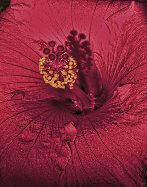 Flower detail s